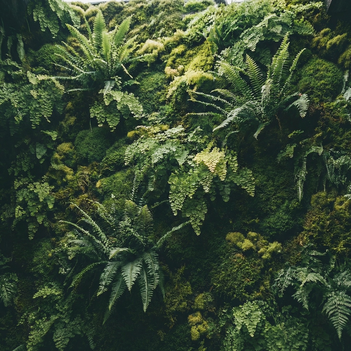 Vibrant living plant wall
